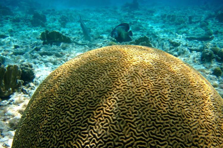 Lac Bay, Klein Bonaire, & Bonaire National Marine Park | LAC Geo